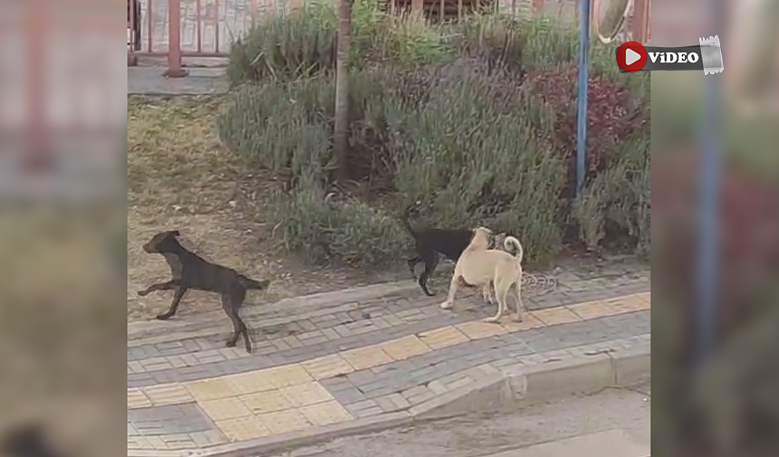 Çankırı’nın göbeğinde bir parkta kediye saldıran köpekler kamerada