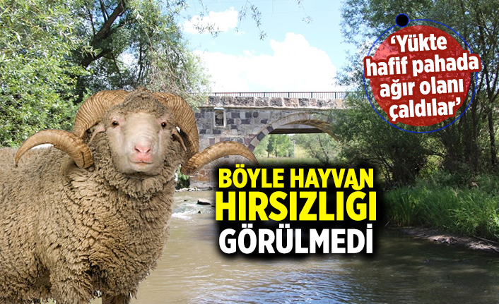 Çankırı'da böyle hayvan hırsızlığı görülmedi