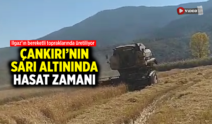 Çankırı’nın sarı altınında hasat zamanı