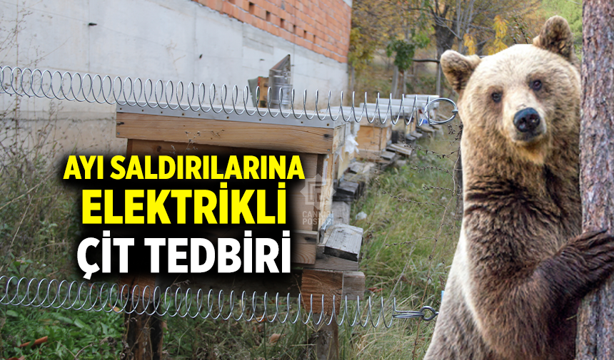 Çankırı’da ayı saldırılarına karşı elektrikli çit tedbiri