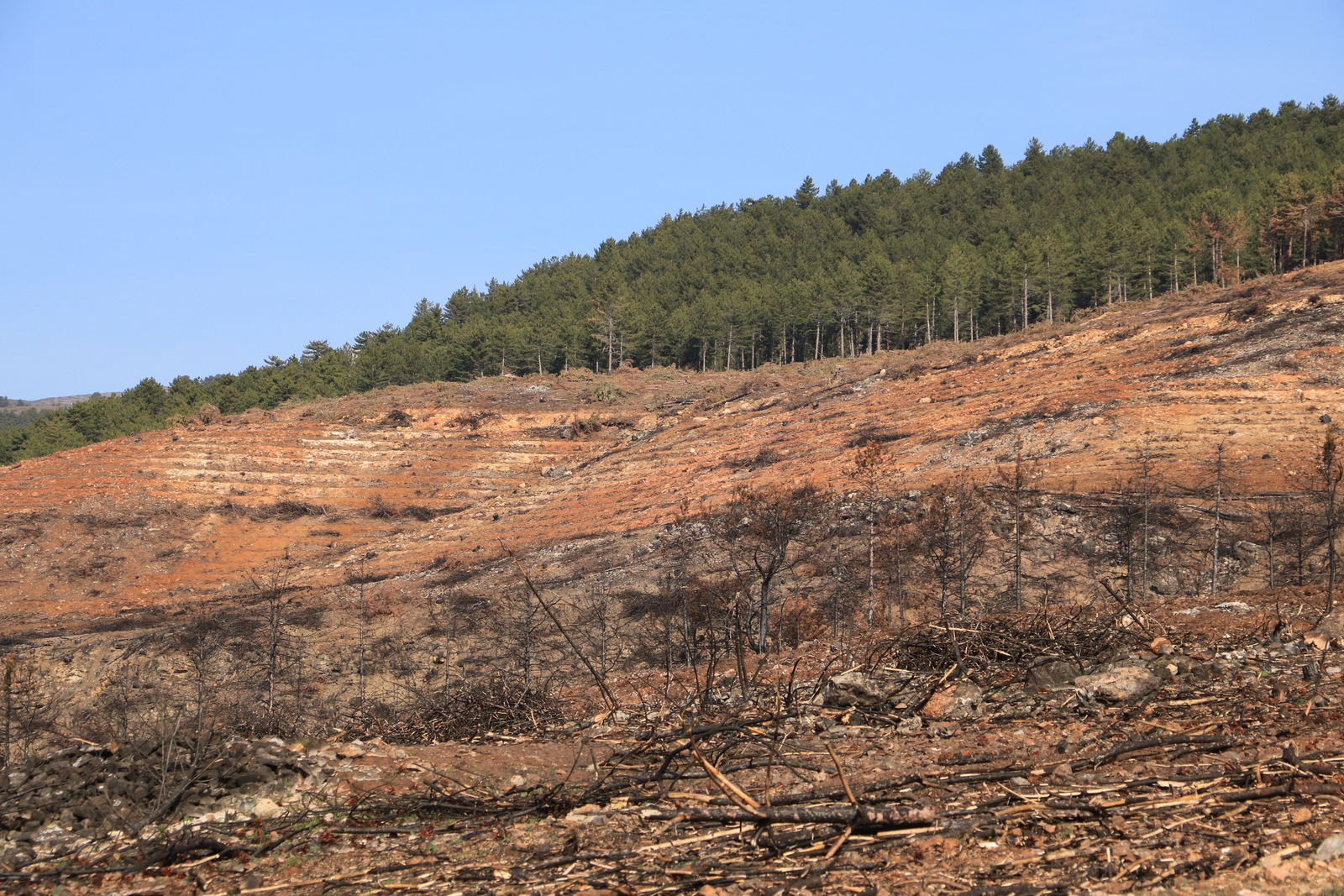 Ilgaz’da yangının yaraları sarılıyor