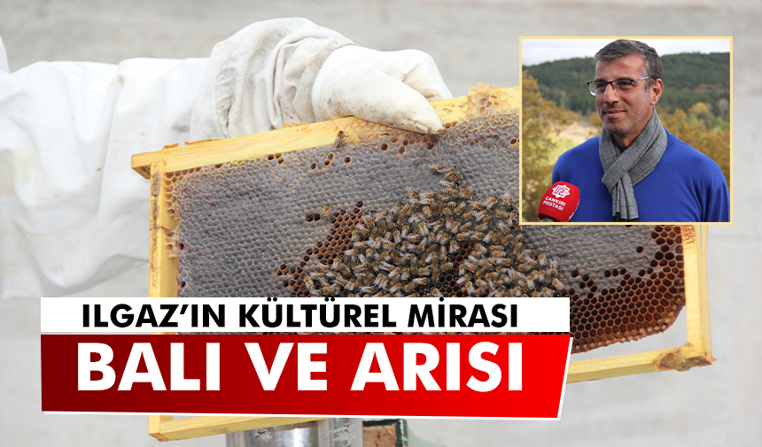 Ilgaz’ın Kültürel Mirası: Balı ve Anadolu Arısı