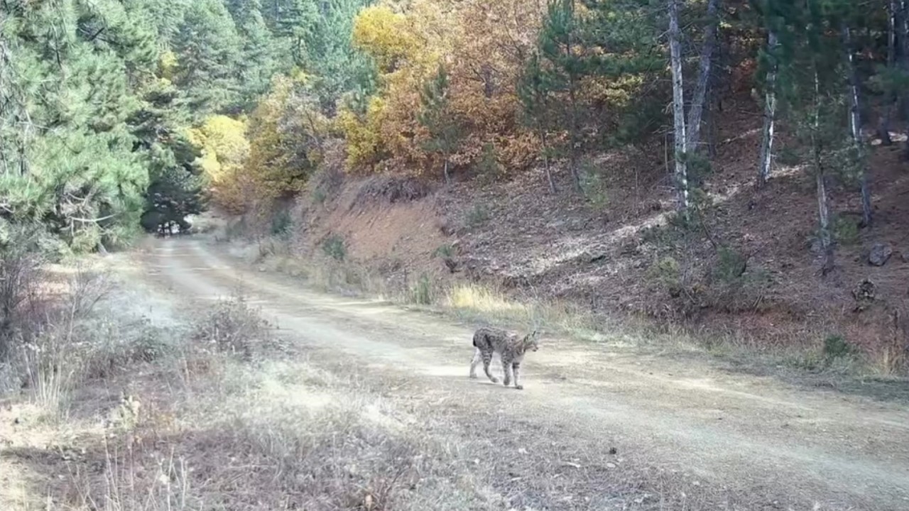 Çankırı’da nesli tehlike altında olan vaşak ve yavruları kamerada