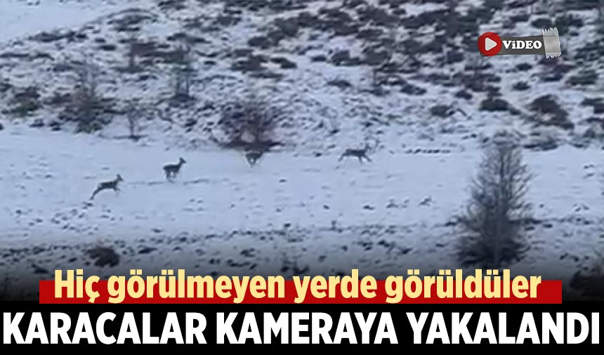 Çankırı’da karacalar kameraya yakalandı