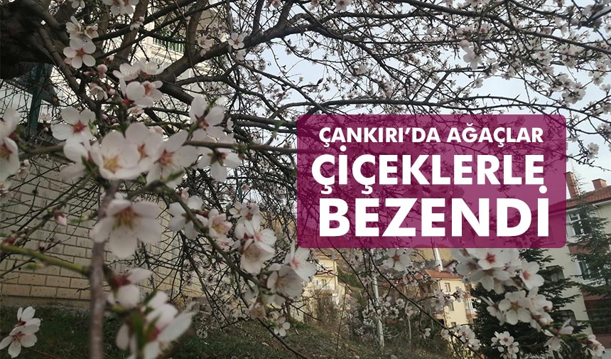 Çankırı’da ağaçlar çiçeklerle bezendi