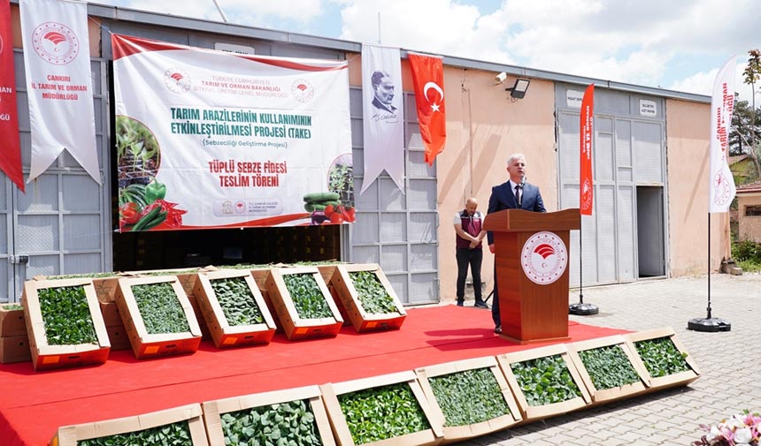 Çankırı’da sebze üretimine 767 bin fide desteği