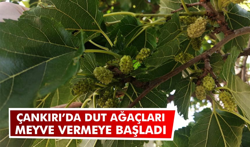 Çankırı’da dut ağaçları meyve vermeye başladı