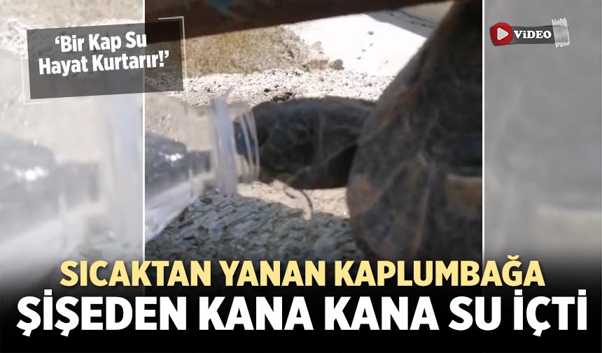Çankırı'da sıcaktan bunalan Kaplumbağa uzatılan şişeden kana kana su içti