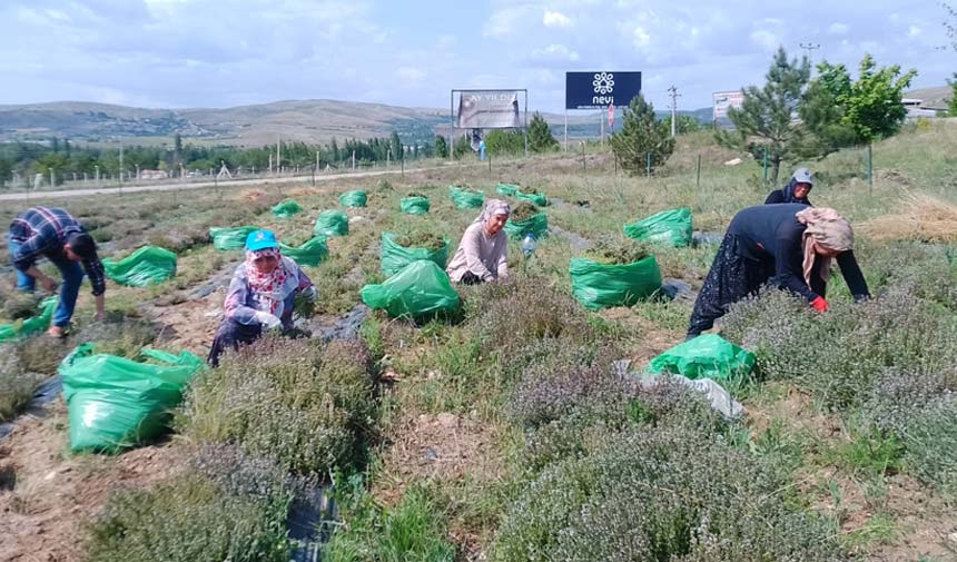 Çankırı’da kekik bahçesinde ilk hasat heyecanı
