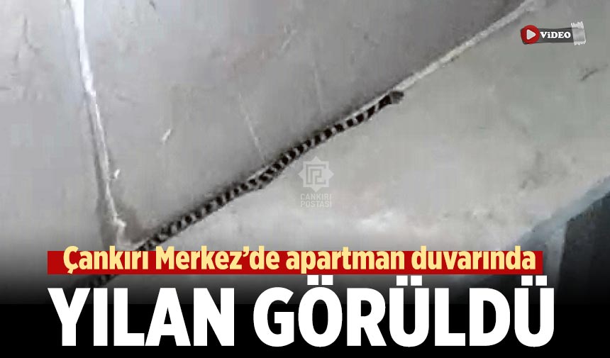 Çankırı Merkez’de apartman duvarında yılan görüldü