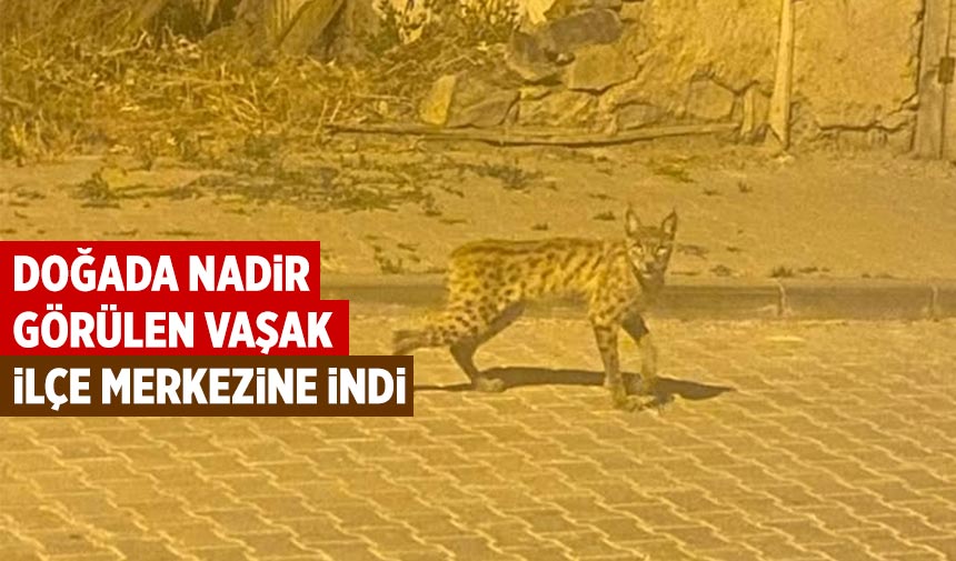 Çankırı’da nadir görülen vaşak ilçe merkezine indi