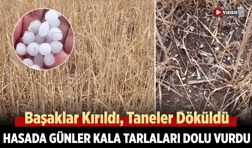 Çankırı’da hasada günler kala tarlaları dolu vurdu