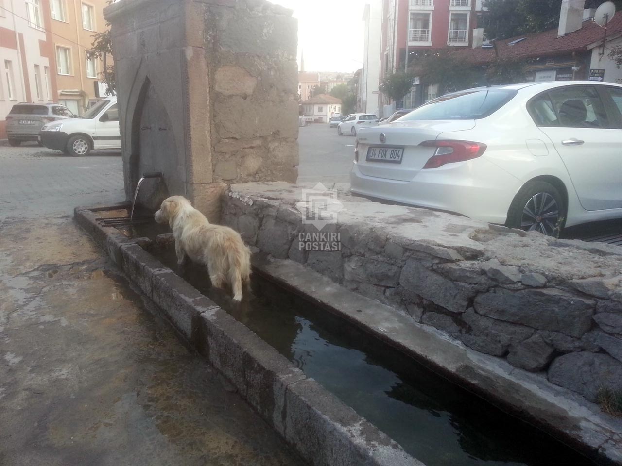 Sicaktan Bunalan Kopek 2