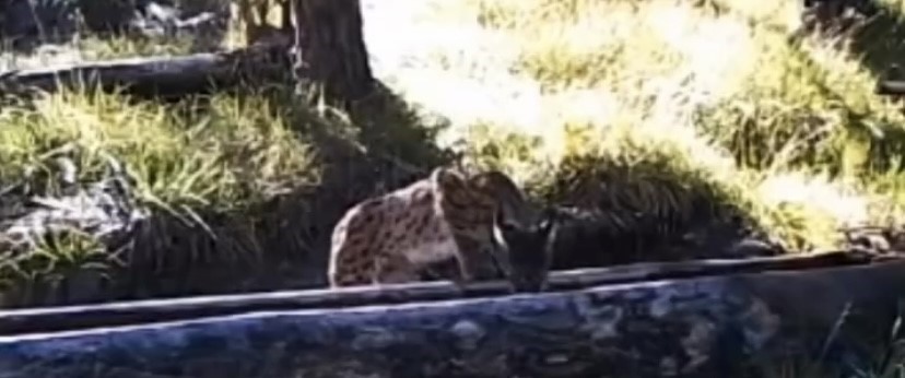 Çankırı'da sıcaktan bunalan vaşak yalakta serinledi