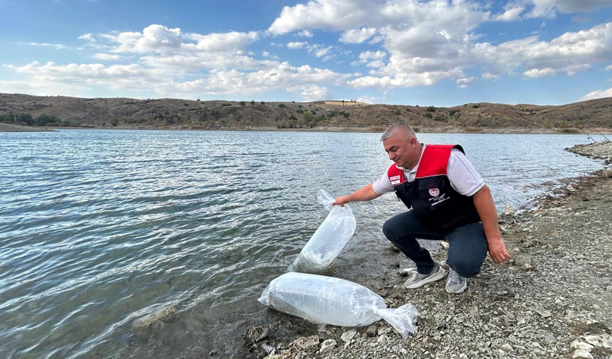 Çankırı’da 626 bin sazan balığı göletlere bırakıldı