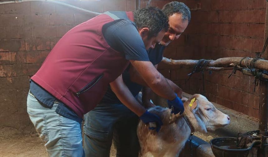 Çankırı’da büyükbaş hayvanlar şap hastalığına karşı aşılanıyor