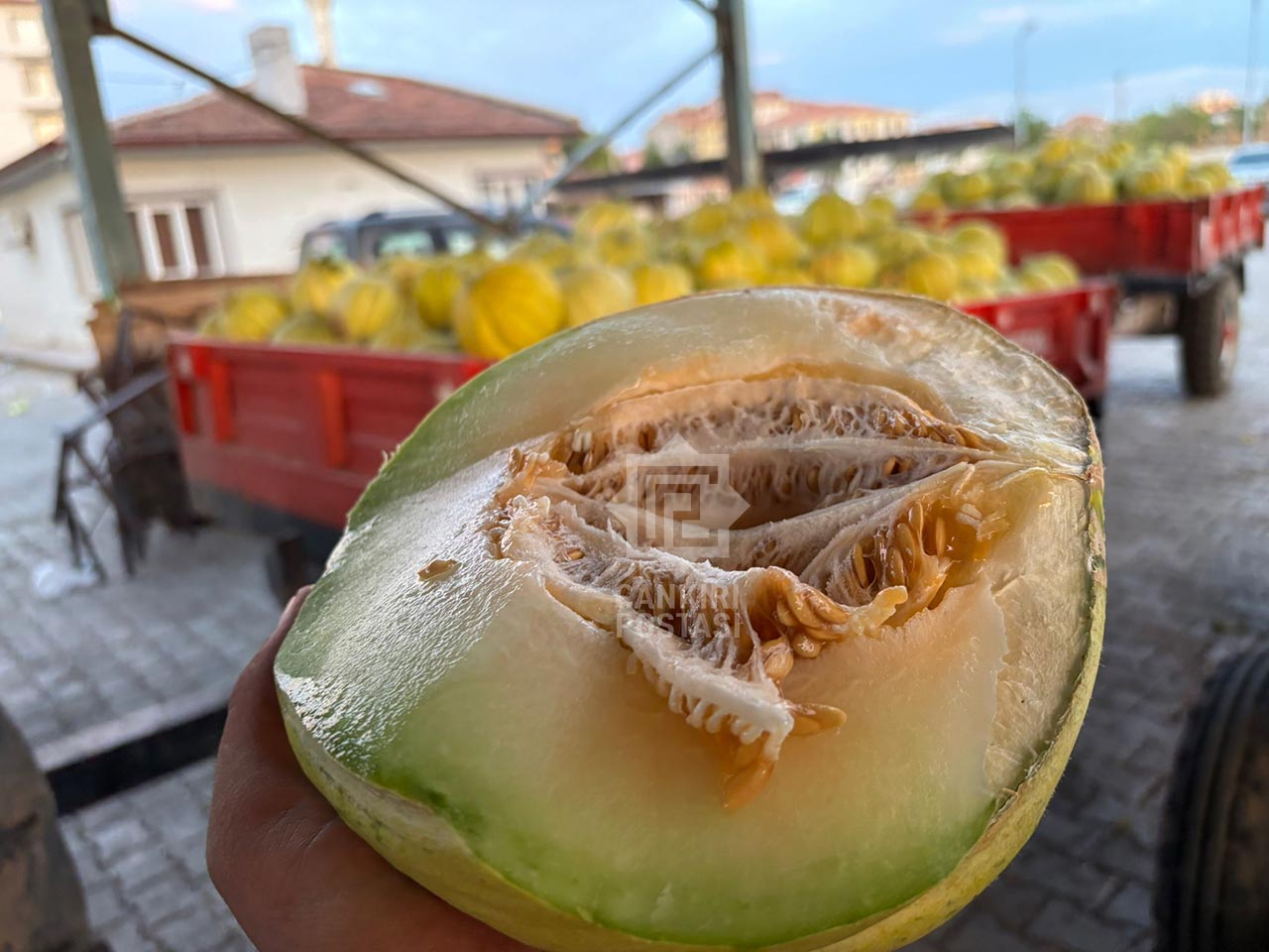 Kavun Hasadi Basladi 1