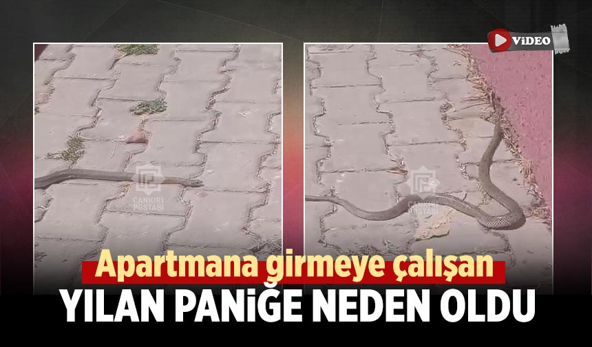 Çankırı’da apartmana girmeye çalışan yılan paniğe neden oldu