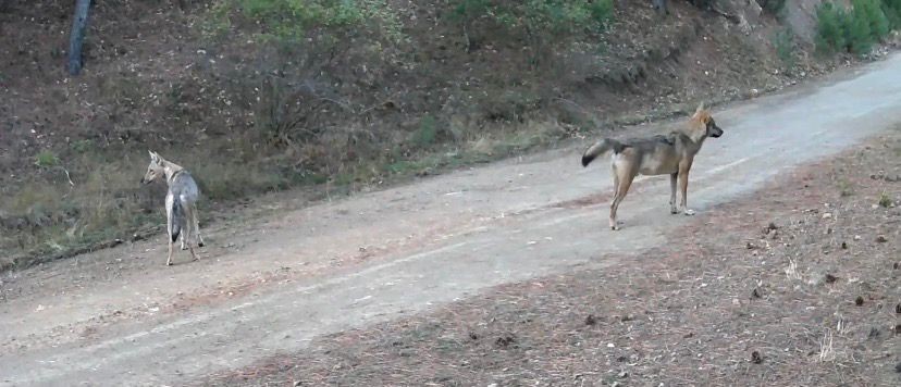 Çankırı’da kurtlar ormanda yiyecek ararken görüntülendi