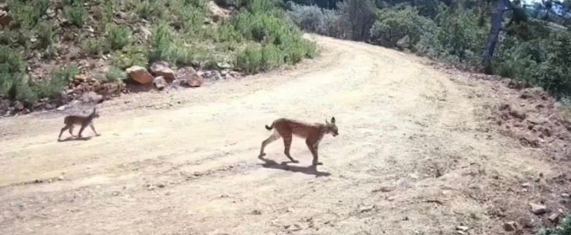 Çankırı'da "ormanın hayaleti" vaşak ve yavruları kamerada