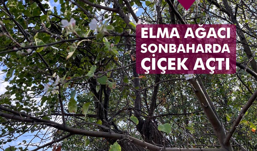 Çankırı’da elma ağacı sonbaharda çiçek açtı