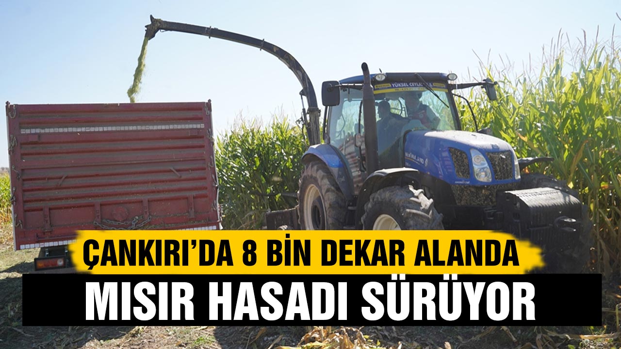 Çankırı’da 8 bin dekar alanda mısır hasadı sürüyor