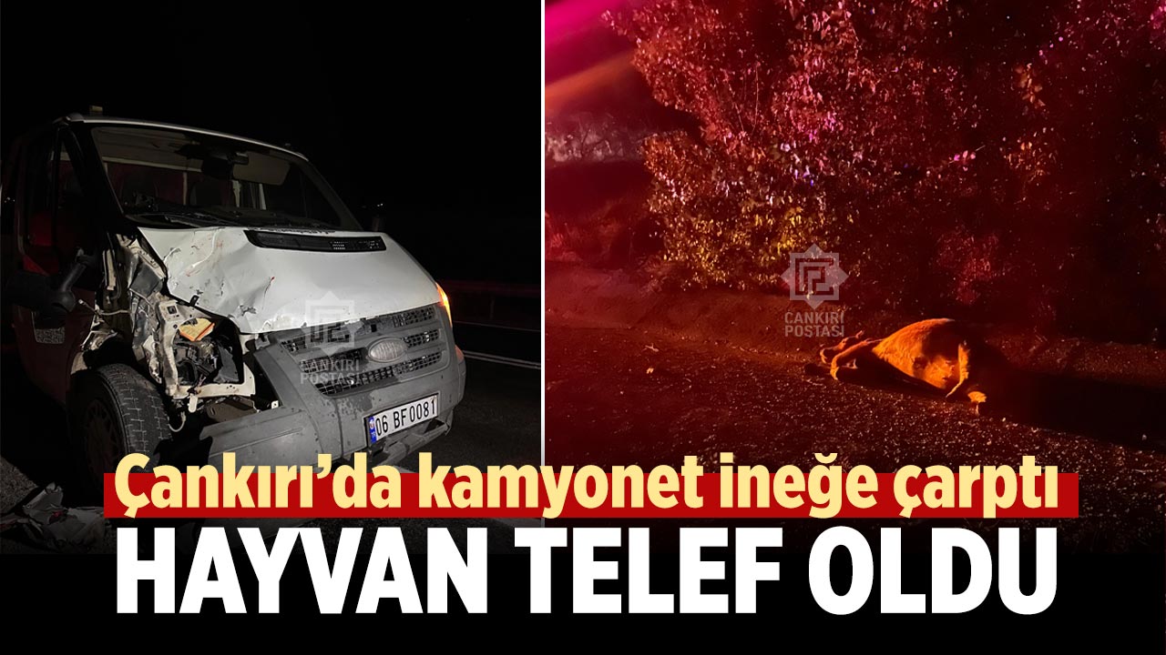 Çankırı’da kamyonet ineğe çarptı: Hayvan telef oldu