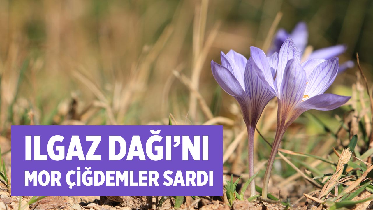 Ilgaz Dağı'nı  mor çiğdemler sardı