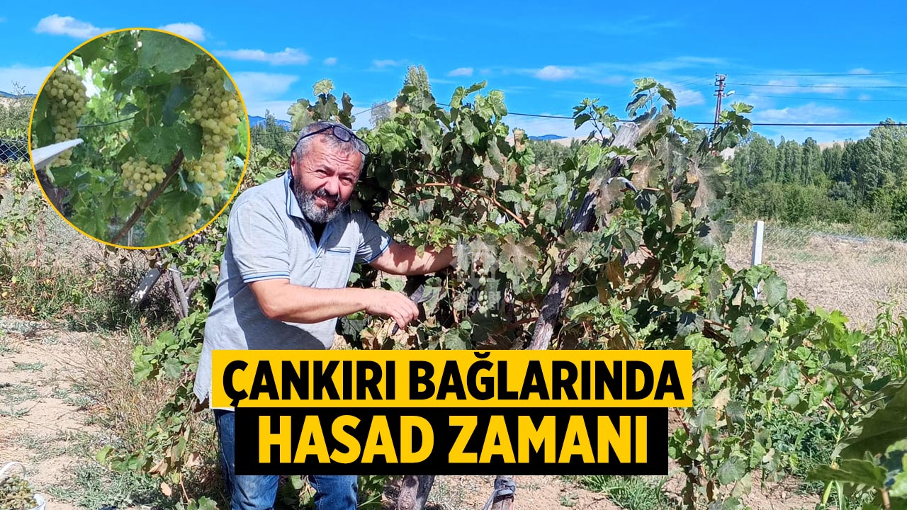 Çankırı’da Bağ Bozumu Başladı