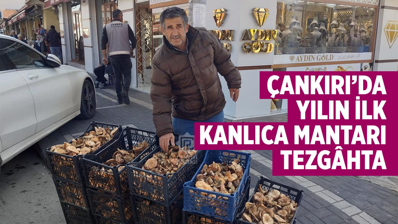 Çankırı’da Yılın İlk Kanlıca Mantarı Tezgâhta