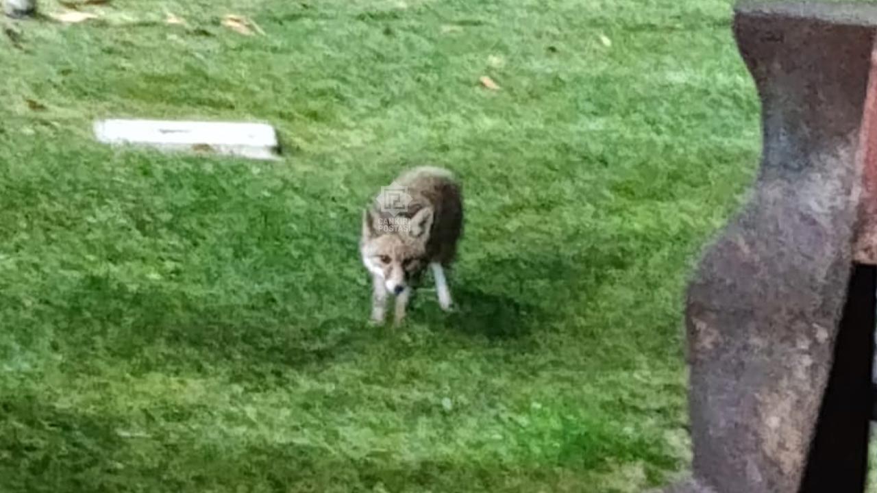 Ac Kalan Tilki Cankiri 1