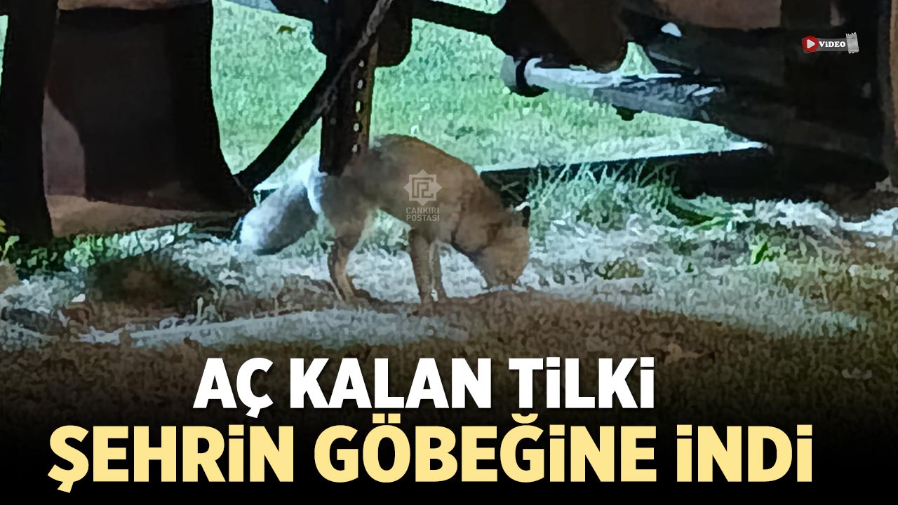 Çankırı’da aç kalan tilki şehrin göbeğine indi