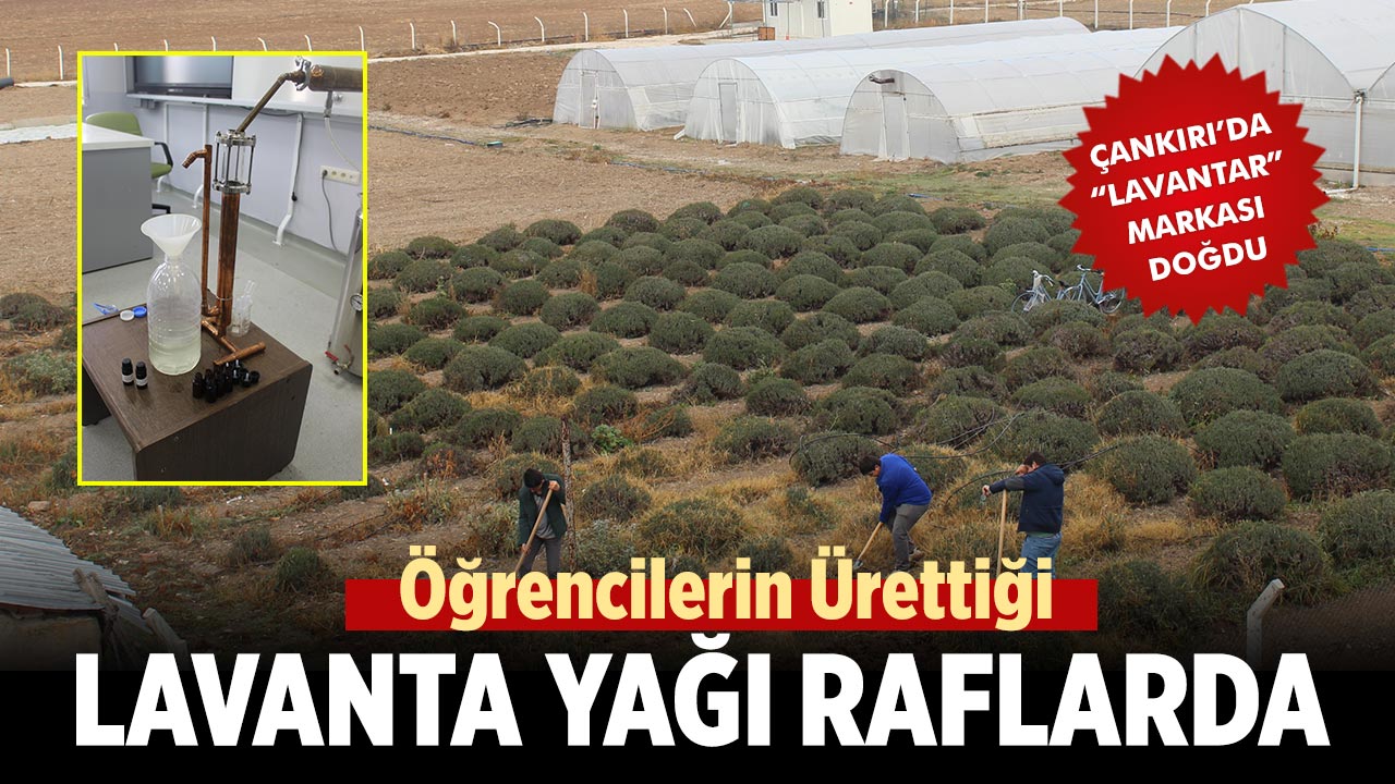 Çankırı’da Öğrencilerin Ürettiği Lavanta Yağı Raflarda