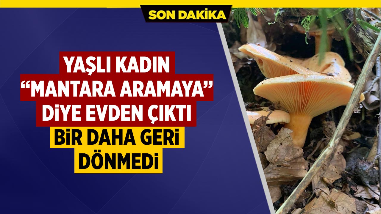 Çankırı’da mantar toplamaya çıkan yaşlı kadından haber alınamıyor