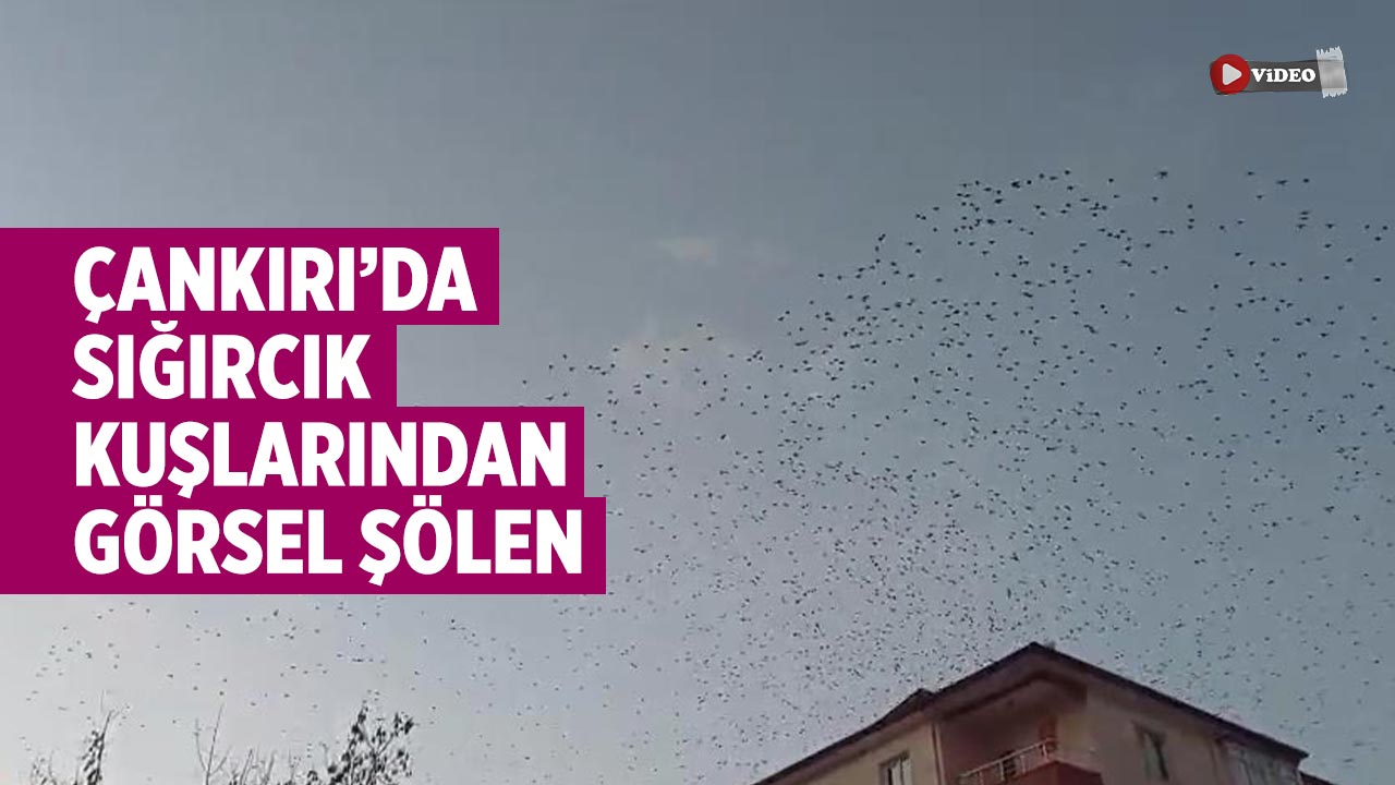 Çankırı’da Sığırcık Kuşlarından görsel şölen