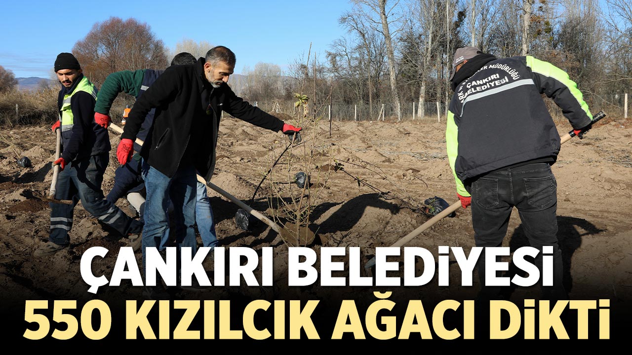 Çankırı Belediyesi 550 Kızılcık ağacı dikti