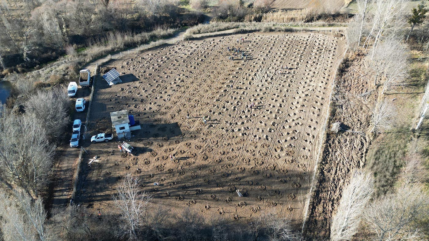 Cankiri Kizilcik Agaci 1