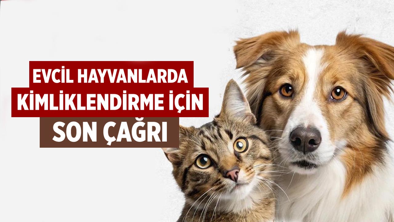 Çankırı’da Evcil Hayvanlarda Kimliklendirme İçin Son Gün Yarın