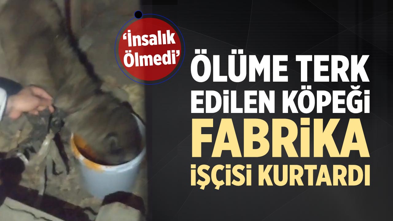 Çankırı’da ölüme terk edilen köpeği fabrika işçisi kurtardı