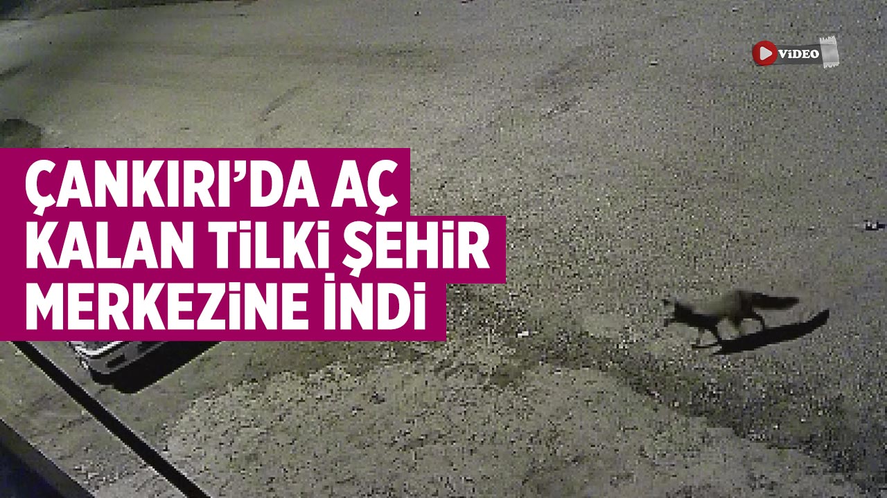 Çankırı’da Aç Kalan Tilki Şehir Merkezine İndi