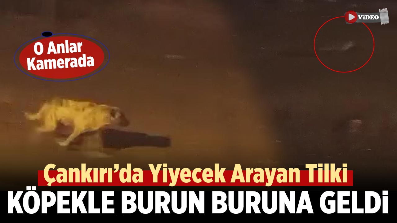 Çankırı’da Yiyecek Arayan Tilki Köpekle Burun Buruna Geldi: O Anlar Kamerada