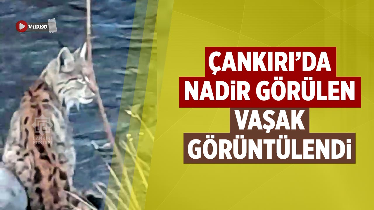 Çankırı’da Nadir Görülen Vaşak Görüntülendi