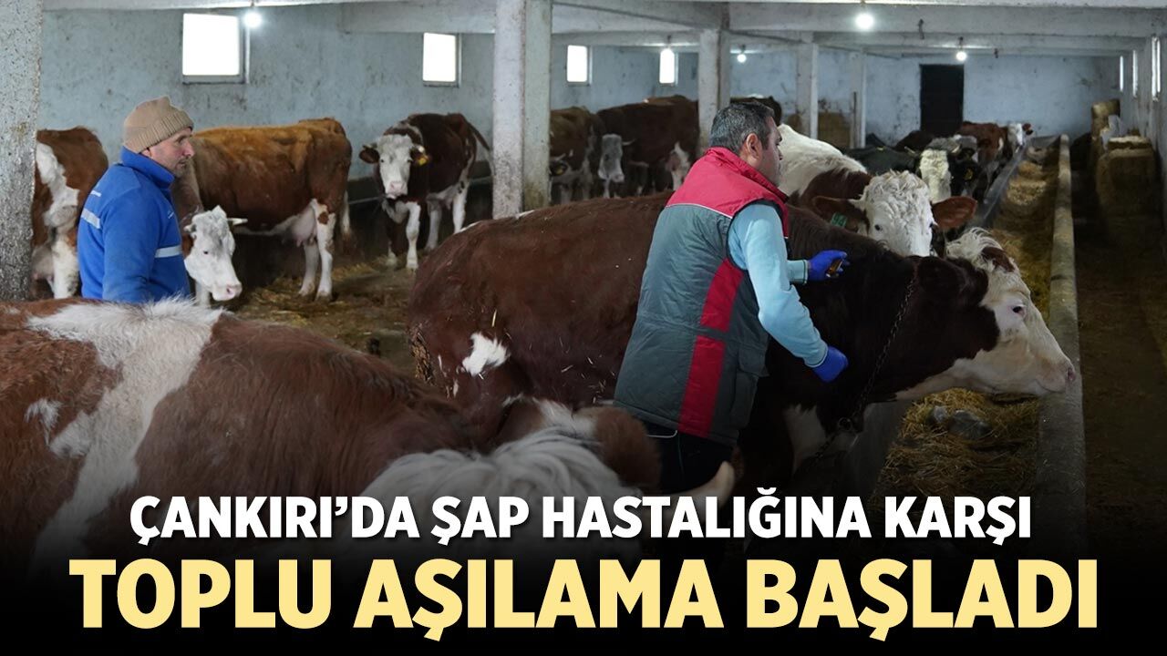 Çankırı’da Büyükbaş Hayvanlar İçin Şap Aşılama Seferberliği Başladı