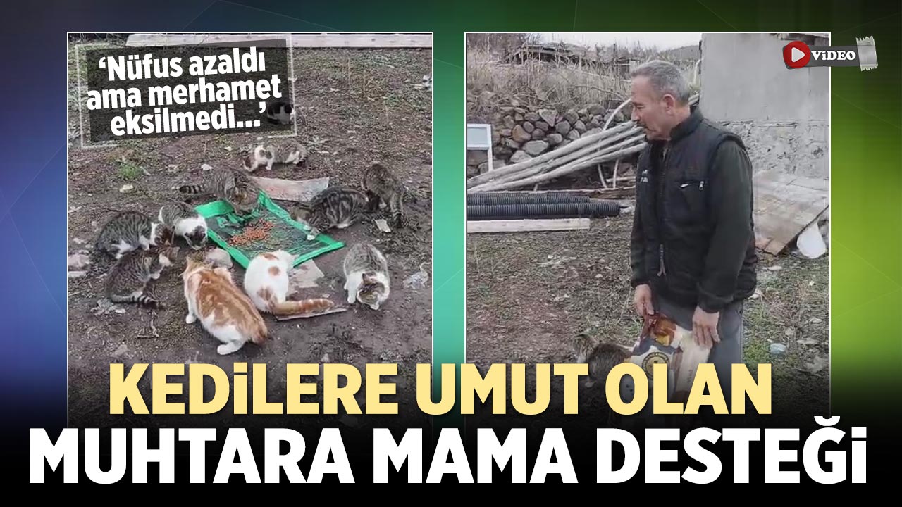 Çankırı’da Kedilere Umut Olan Muhtara Mama Desteği