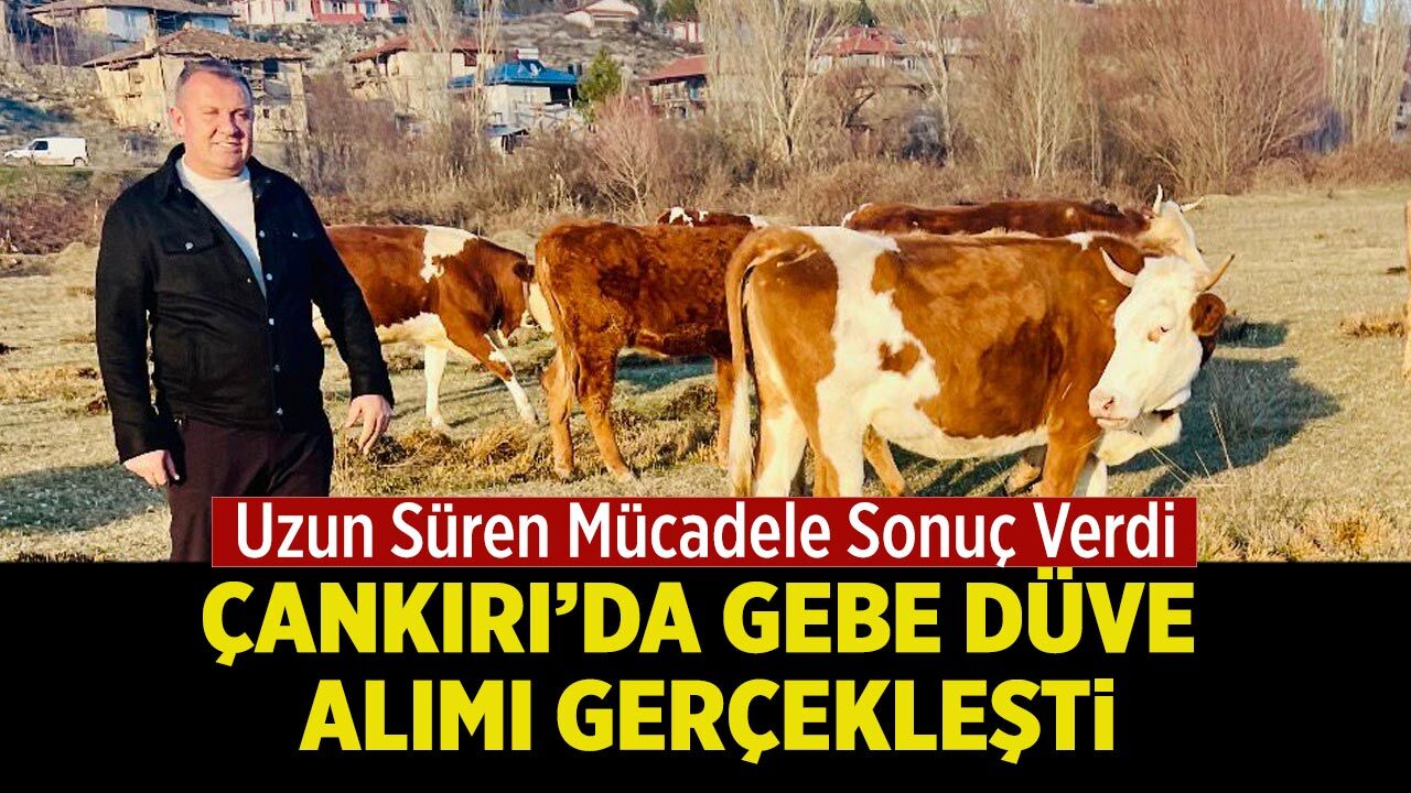 Çankırı’da Gebe Düve Alımı Gerçekleşti