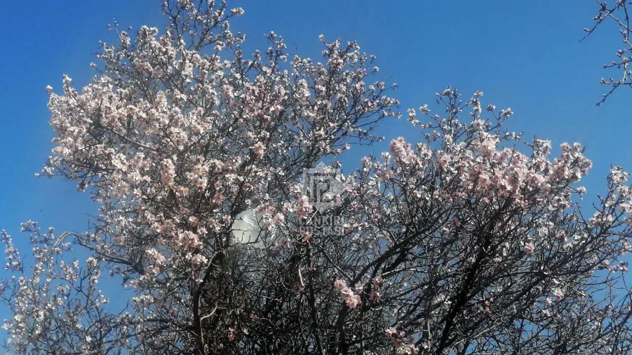 Badem Agaclari Cicek Acti