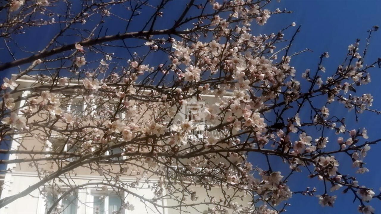 Badem Agaclari Cicek Acti1