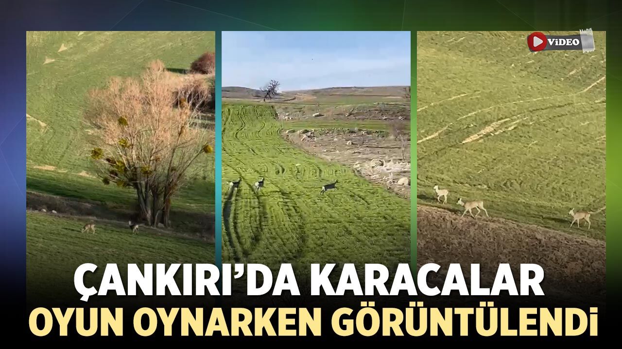Çankırı’da Karacalar oyun oynarken görüntülendi