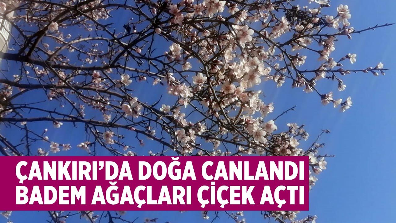 Çankırı’da Badem Ağaçları Çiçek Açtı, Bahar Güzellikleri Ortaya Çıktı