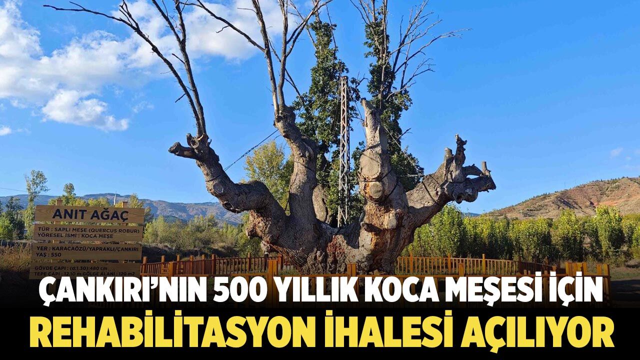 Çankırı’nın 500 Yıllık Dev Meşesi Rehabilitasyonla geleceğe taşınacak